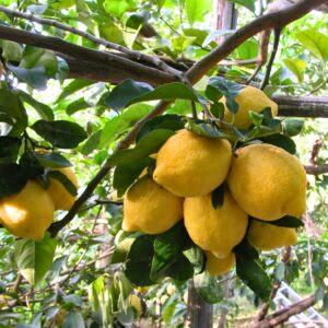 Limoni di Sorrento IGP